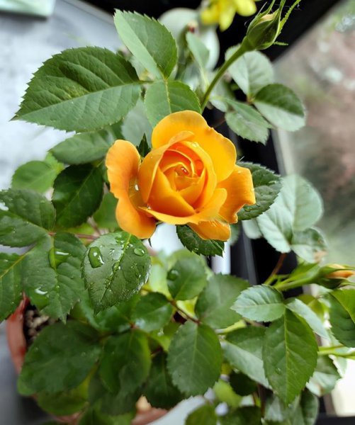 月季果汁阳台优缺点及图片