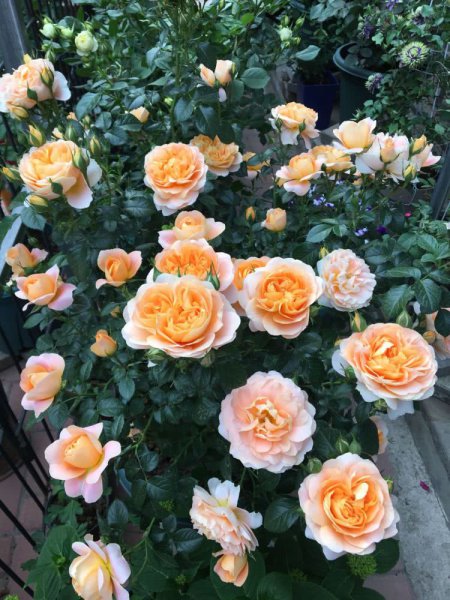 月季果汁阳台优缺点及图片