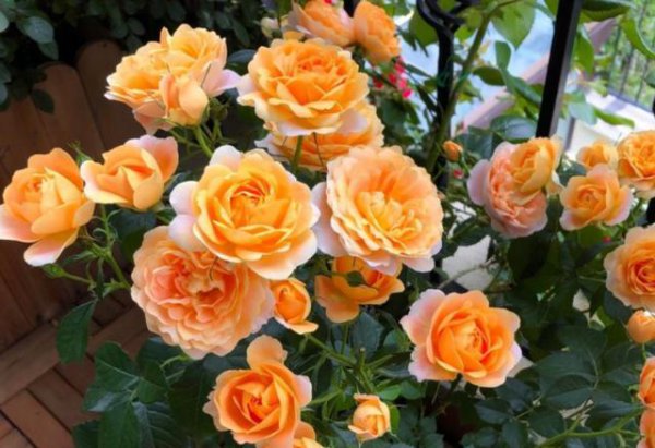 月季果汁阳台优缺点及图片