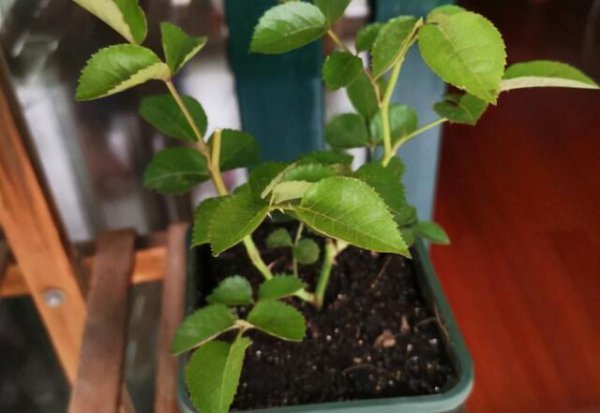 月季果汁阳台优缺点及图片