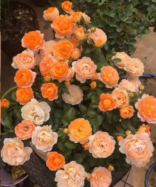 月季果汁阳台优缺点及图片