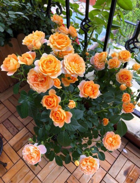 月季果汁阳台优缺点及图片