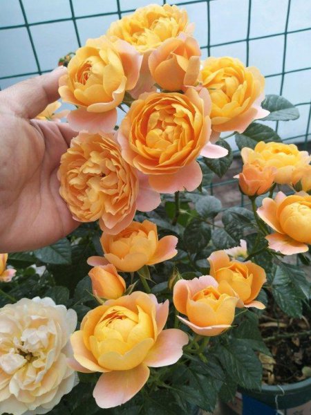 月季果汁阳台优缺点及图片