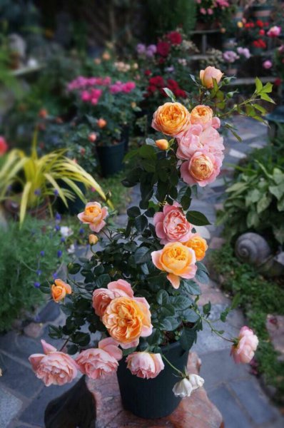 月季果汁阳台优缺点及图片