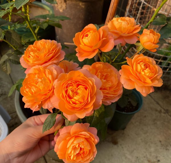 月季果汁阳台优缺点及图片