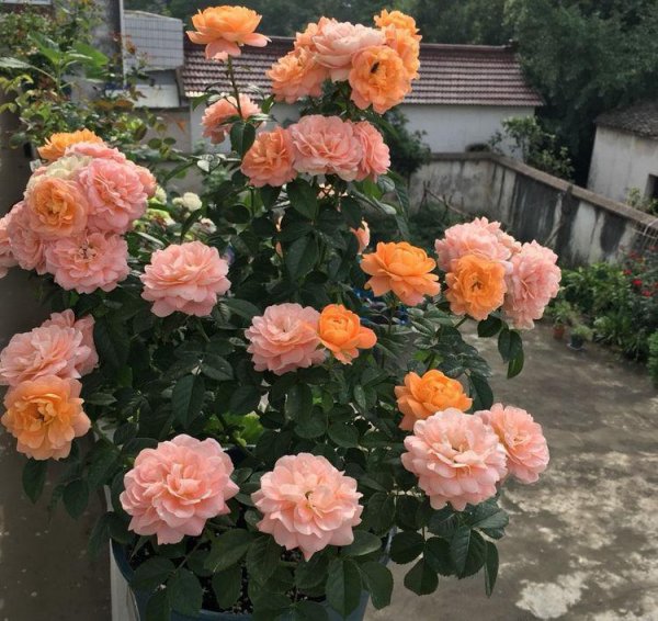 月季果汁阳台优缺点及图片