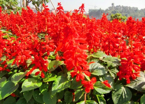 一串红什么时候播种合适