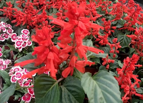 一串红什么时候播种合适