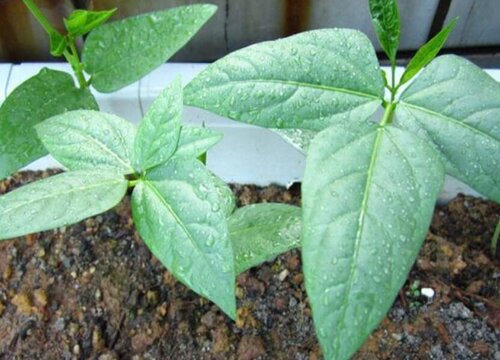 南方春天适合种什么蔬菜