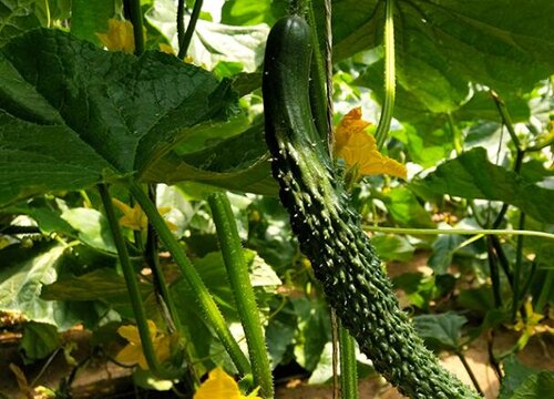 南方春天适合种什么蔬菜