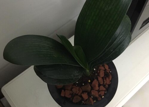 君子兰怎么养护叶片油绿清晰