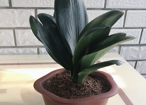 君子兰怎么养护叶片油绿清晰