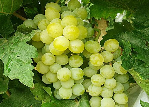 青葡萄变黄了还能吃吗