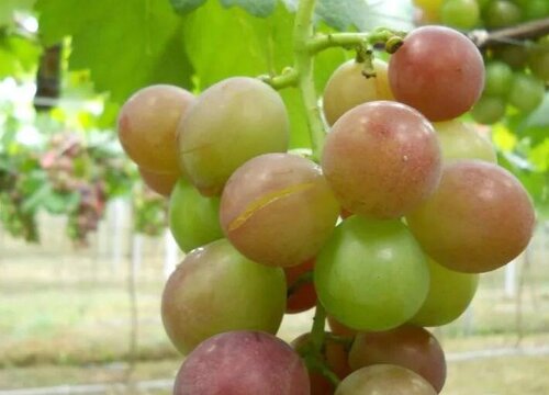 青葡萄变黄了还能吃吗