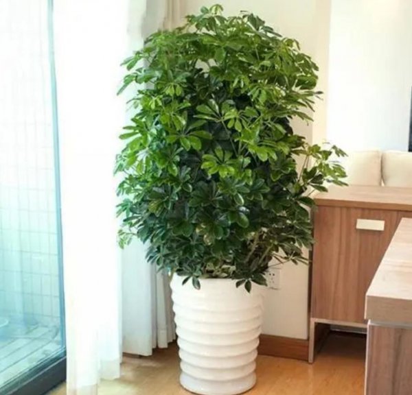 客厅适合养什么花和植物好好看又好养