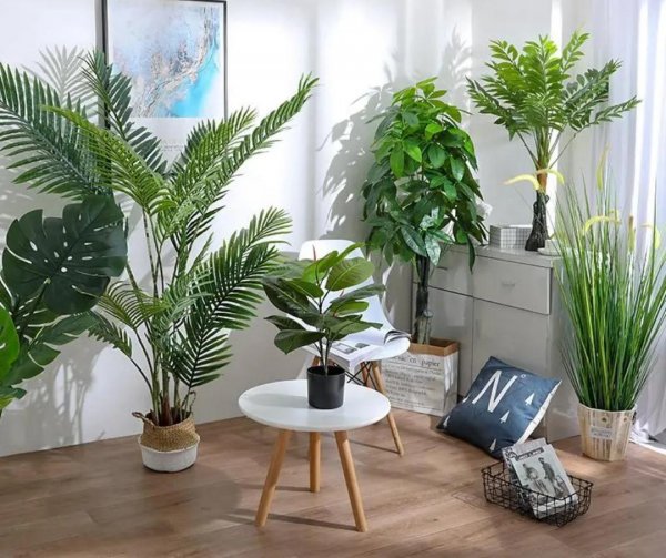 客厅适合养什么花和植物好好看又好养