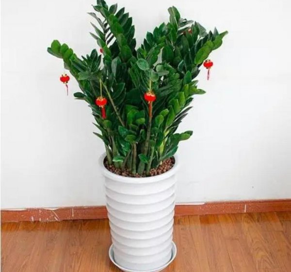 客厅适合养什么花和植物好好看又好养