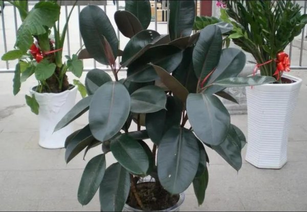 客厅适合养什么花和植物好好看又好养