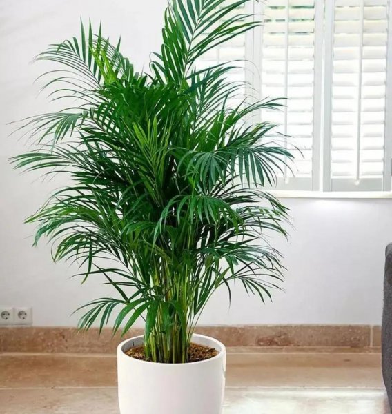 客厅适合养什么花和植物好好看又好养