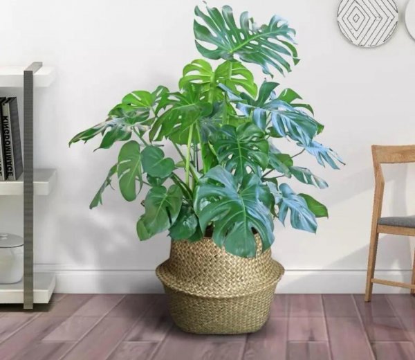 客厅适合养什么花和植物好好看又好养