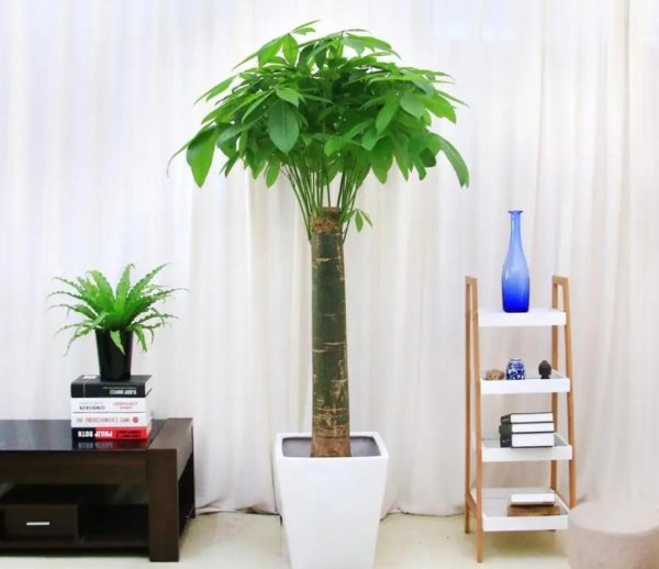 客厅适合养什么花和植物好好看又好养