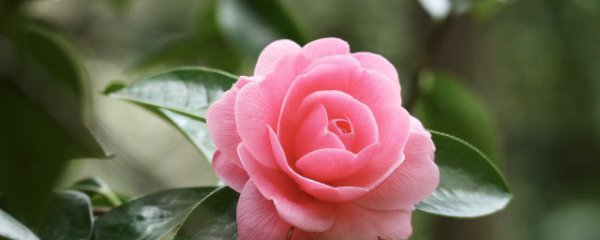 冬天怎么养才能旺盛叶子