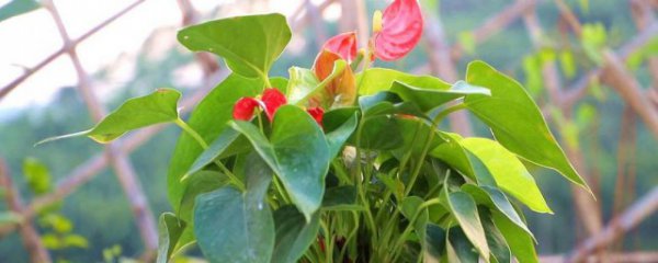 红掌什么季节换盆