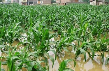 刮风下雨玉米倒了怎么办