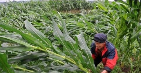 刮风下雨玉米倒了怎么办