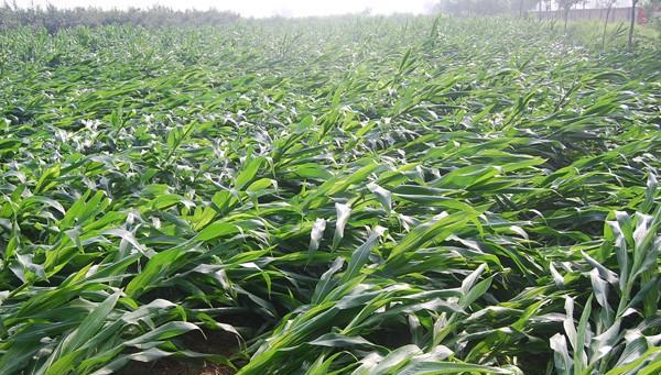 刮风下雨玉米倒了怎么办