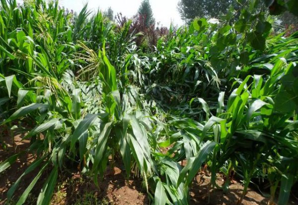 刮风下雨玉米倒了怎么办