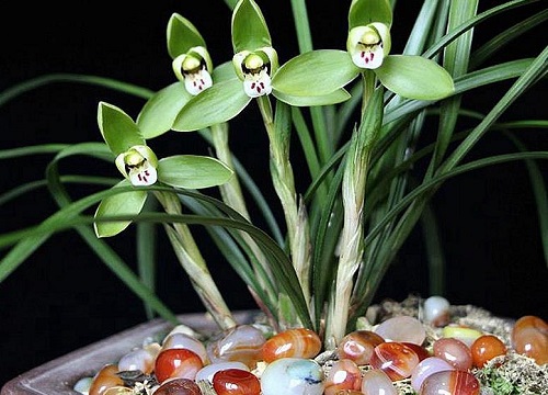 兰花上盆时难服盆是什么原因导致的