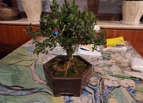 黄杨冬天怎么养护