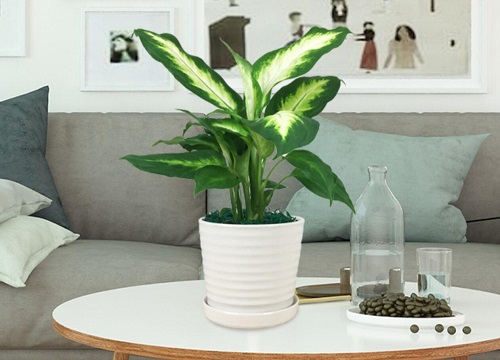 万年青叶子发黄是什么原因