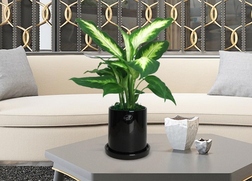 万年青叶子发黄是什么原因