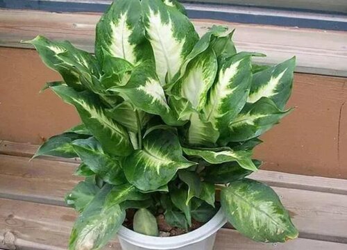 万年青叶子发黄是什么原因