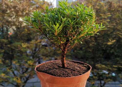 黄杨冬天怎么养护