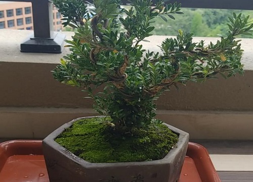 黄杨冬天怎么养护