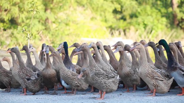 三穗县属于贵州哪个市