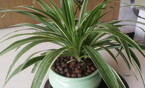 家中养什么花风水好对身体好又好养