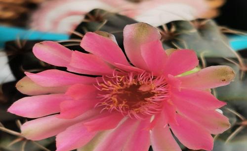 家中养什么花风水好对身体好又好养