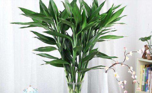 家中养什么花风水好对身体好又好养