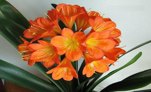 家中养什么花风水好对身体好又好养