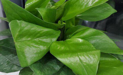 家中养什么花风水好对身体好又好养