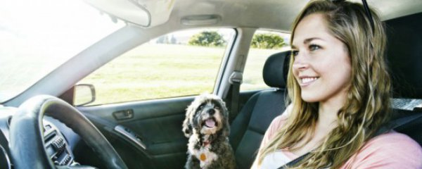 车里高级物件是什么