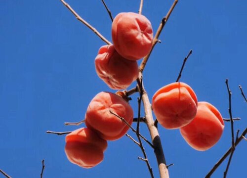 男怕柿子女怕梨母猪最怕西瓜皮什么意思