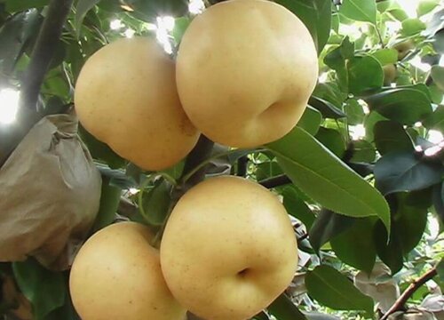 男怕柿子女怕梨母猪最怕西瓜皮什么意思