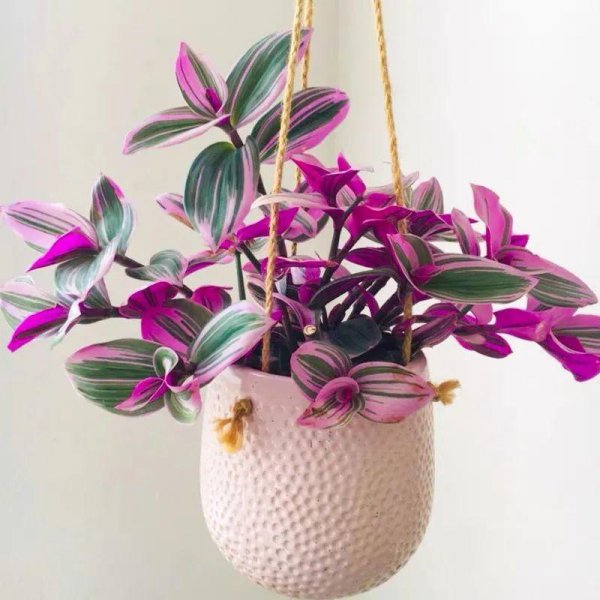 吊兰哪个品种最贵图片