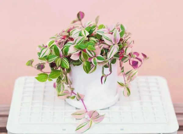 吊兰哪个品种最贵图片