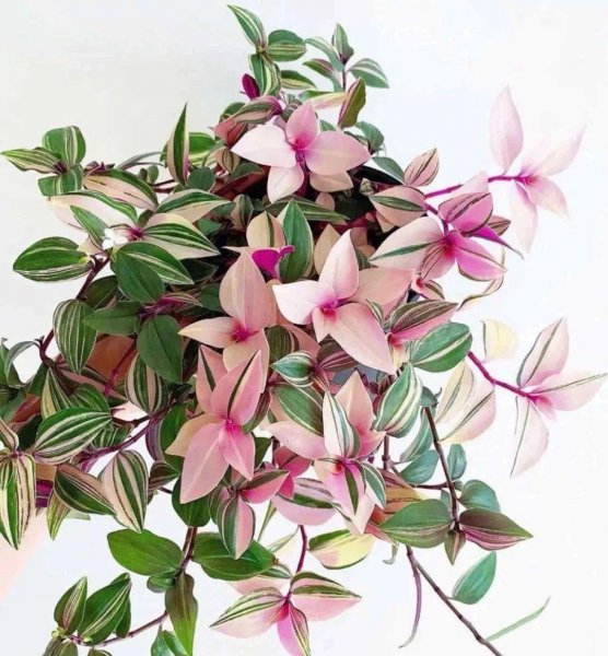 吊兰哪个品种最贵图片